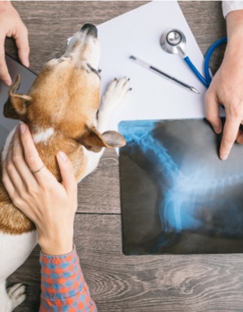 radiographie chien