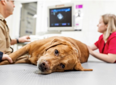 radiologie vétérinaire