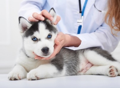 consultation chien
